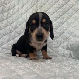 Boy 6 - Black and tan male Dachshund puppy in Galax, Virginia from Dells  Dachshund’s