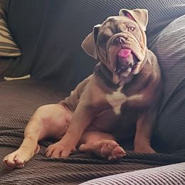 Bulldog Puppies from Pappy's Bullies