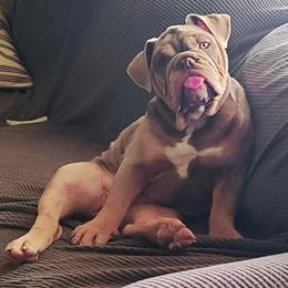 Bulldog Puppies from Pappy's Bullies