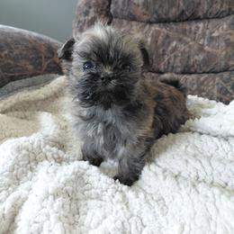 (We will call him the name of your choice) - Brindle male Shih Tzu puppy in Glenmont, Ohio from Reed Ranch Shih-tzus