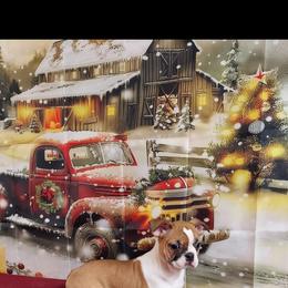 Girl 1 - Red female Boston Terrier puppy in Olanta, South Carolina from Julie's IHeart Boston Terrier's