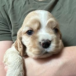 AKC Thyme - not available - Buff male Cocker Spaniel puppy in Cincinnati, Ohio from Abundance of Joy LLC Cocker Spaniels