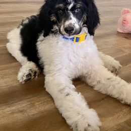 Poodle Puppies from Lenca Kennels