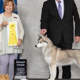 Siberian Huskies from Pandora Siberians