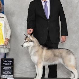Siberian Huskies from Pandora Siberians