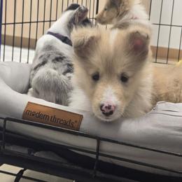 Otter Pop (reserved) - Sable merle male Collie puppy in Eastsound, Washington from Arabella Collies