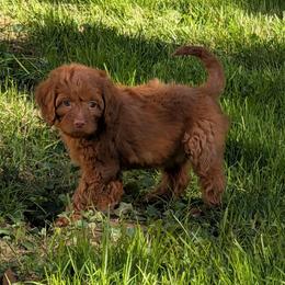 Cedar - Red male Cavapoo puppy in Coshocton, Ohio from Forever Family Puppies
