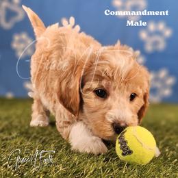 Commandment - Parti male Goldendoodle puppy in Peyton, Colorado from Grace N Faith Doodles