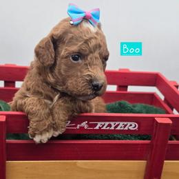 Boo - Red  female Goldendoodle puppy in Neillsville, Wisconsin from Granton Creek