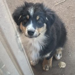 Tucker - Black Australian Shepherd puppy in Guthrie, Oklahoma from Robertson’s Aussies