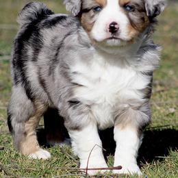 Miniature Australian Shepherd Puppies from Mutton Creek Aussies