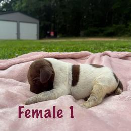 Latte - Liver roan female German Shorthaired Pointer puppy in Axton, Virginia from Red Clay Kennels