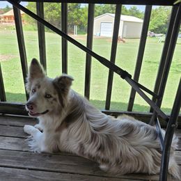 Buddy - Border Collie
