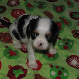 Tri girl - Tri-color female Cavalier King Charles Spaniel puppy in Harvard, Illinois from Lori's Cavalier King Charles Spaniels & Dachshunds