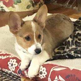 Pembroke Welsh Corgis from Rocking MAD Corgis