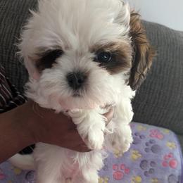 Thelma - Shihpoo