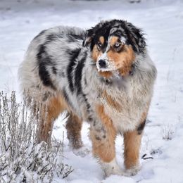 Bella - Australian Shepherd
