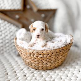 Macadamia - Parti male Goldendoodle puppy in Springville, Utah from Happy Doodle