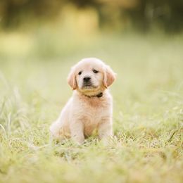 Golden Retriever Puppies from Stellar Acres Golden Retrievers
