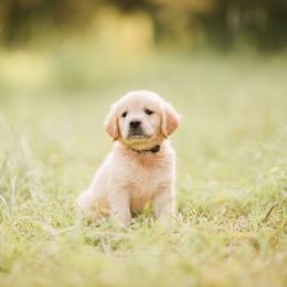 Golden Retriever Puppies from Stellar Acres Golden Retrievers