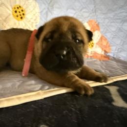 Red collar - Red female Chinese Shar-Pei puppy in Elkin, North Carolina from Martini Shar-Pei