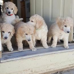 Collie and Poodle Puppies from Los Arteagas Collies & Standard Poodles