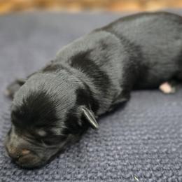 Better Davis - Black & white female Miniature Australian Shepherd puppy in Paris, Texas from Blue Envy Mini Aussies