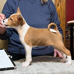 Murphy - Basenji