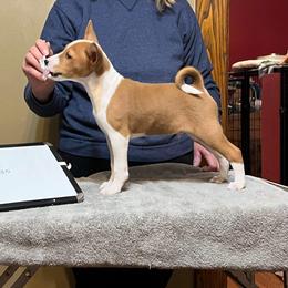 Murphy - Basenji