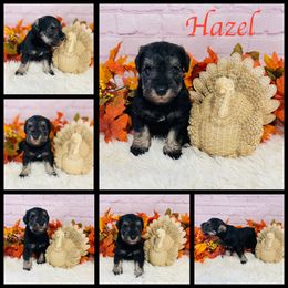Hazel - Salt and pepper female Miniature Schnauzer puppy in Springfield, Tennessee from My Lovable Schnauzers