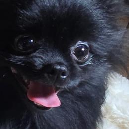 Coho - Pomeranian