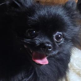 Coho - Pomeranian