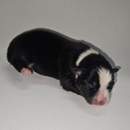 Gladiator - Black tri male Miniature Australian Shepherd puppy in Orrtanna, Pennsylvania from Mountain Top Shepherd's