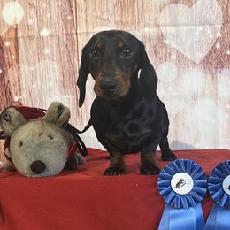 Dachshunds from Diamond K Doxies