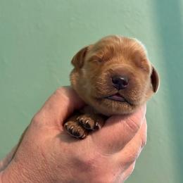 Blue - Dark golden female Golden Retriever puppy in Eustis, Florida from Earley Goldens