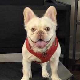 Tokyo - French Bulldog