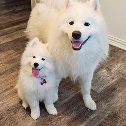 Samoyed Puppies from Hill Country Samoyeds