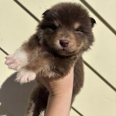 Glenn - Brown male Finnish Lapphund puppy in Senatobia, Mississippi from TaylorMade Finnish Lapphunds