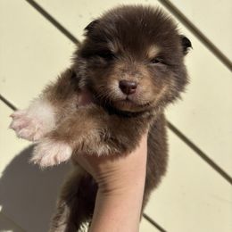 Glenn - Brown male Finnish Lapphund puppy in Senatobia, Mississippi from TaylorMade Finnish Lapphunds