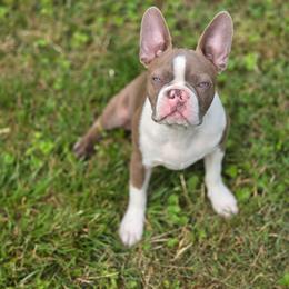 Malcolm - Lilac male Boston Terrier puppy in Chickamauga, Georgia from Aiguier's Bostons