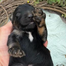 (Johnny) Cash - Black tri-color male Aussiedoodle puppy in Allardt, Tennessee from Hearth&Hound Doodles