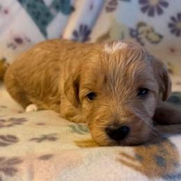 Green Collar - Apricot female Goldendoodle puppy in Valley Center, Kansas from The Goldendoodle Gal