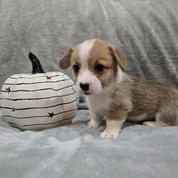 Red Collar Male - Red male Pembroke Welsh Corgi puppy in Tenino, Washington from LoneStar Corgis NW