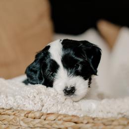 Sheepadoodle puppies from Dooling Doodles