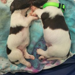 Kleine Munsterlander Puppies from Prairie State Kennel