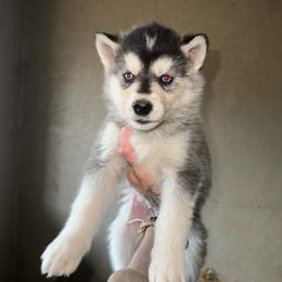 Boy 5 - Black and white male Siberian Husky puppy in Iron River, Wisconsin from Wiemeri Siberians