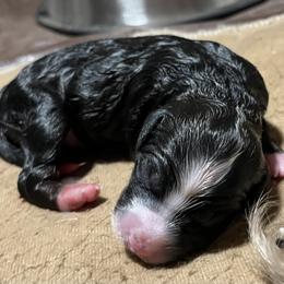 Boy 3 - Tri-color male Bernedoodle puppy in Kansas City, Missouri from Beary GoldenDoodles