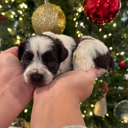 Hot pink girl - Parti female Miniature Schnauzer puppy in Oneonta, Alabama from Murphree Valley Kennels