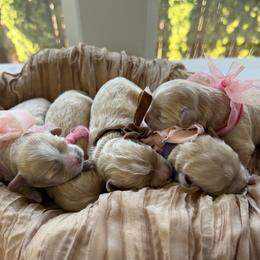 Maltipoo Puppies from Dream Puppies PNW