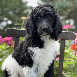 October - Parti male Poodle puppy in Lancaster, Minnesota from Richardville Hunde